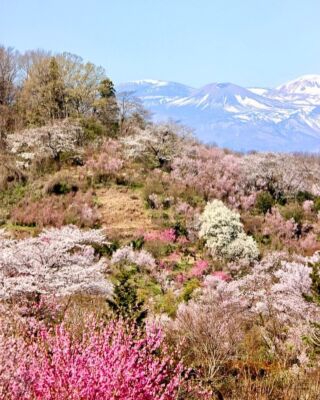 『関東』春のおすすめ花スポットin神奈川

▶︎▶︎▶︎①②③ 吾妻山公園

3月末頃～4月上旬
花：桜

吾妻山は四季に応じて多種多様な花を愛でることができるスポットです。
展望台付近では、2月下旬まで菜の花が一面に咲き誇り、3月に入ると主役が「桜」に交代します。立ち並ぶ桜の後ろには富士山が一望でき、壮大な景色の横でお花見を楽しむことができます。

📍 施設情報 エリア：二宮、中里、山西地区に跨る地区 ※お車でお越し方、第一駐車場のご利用を推奨しております。 施設名：二宮町生涯学習センター　ラディアン 駐車場住所：神奈川県中郡二宮町1240-10約200台駐車可能 電話番号：0463-72-6911 営業時間：8：30～19：00（普通車　終日500円　大型　1000円）

📍近くの道の駅
道の駅足柄・金太郎のふるさと 住所：神奈川県南足柄市竹松1117-1 お問い合わせ先：0465-70-1815

▶︎▶︎▶︎▶︎④⑤⑥ 大岡川

見頃3月下旬～4月中旬
花：桜

横浜市南区にある大岡川沿いに続く、全長約5kmのプロムナードには、約700本のサクラが植えられ、サクラの名所として人気です。プロムナード途中にある「横浜弘明寺商店街」は、名店が軒を連ね、毎年多くの人で賑わいます。

📍施設情報
エリア：横浜市南区大岡川沿い お問い合わせ先：045-341-1232（横浜市南区役所　区政推進課）

📍近くの道の駅 道の駅清川 住所：神奈川県愛甲郡清川村煤ヶ谷2129 お問い合わせ先：070-1316-9184

#フリ道 #フリーペーパー道の駅#フリーペーパー道の駅関東版#道の駅#道の駅 #道の駅好き #道の駅巡り#道の駅好きな人と繋がりたい #春の花 #花スポット #春の #関東観光  #ドライブスポット #ドライブデート #お花見 #お花見スポット #お花見デート #お花見🌸 #お花見したい #さくら #桜 #桜スポット #桜好きな人と繋がりたい #神奈川 #神奈川観光 #神奈川旅行 #神奈川デート #さくら🌸 #桜が満開 #桜まつり #横浜