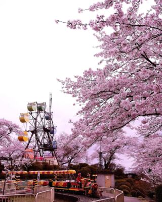 『関東』春のおすすめ花スポットin栃木

▶︎▶︎①②③千手山公園

見頃4月上旬～4月中旬
花：桜

鹿沼市街地の小高い山に整備された、憩いの公園。春には桜やツツジ、夏にはアジサイや向日葵、秋にはコスモス、冬にはパンジーなど四季折々のお花を楽しむことができます。また、園内には「観覧車」や「おとぎ電車」などの乗り物もあり、ご家族連れはもちろんのこと、老若男女楽しむことができます。

📍 施設情報 栃木県鹿沼市千手町2610 ☎︎0289-65-0778 乗り物の運転時間：10：00～16：00（12月～2月の冬期期間中は15：30まで）※雨天中止 乗り物の料金：１人1回50円 休園日：月曜日（祝日を除く）・祝日の翌日・年末年始

📍近くの道の駅 道の駅にしかた 栃木県栃木市西方町元３６９−１ ☎︎0282-92-0990

▶︎▶︎▶︎▶︎④⑤⑥みかも山公園

見頃３月中旬～3月下旬
花：カタクリ

園内の３箇所（カタクリの園・大田和群生地・西口）でカタクリの群生を見ることができます。園内最大の群生地は東口から徒歩15分のカタクリの園で、およそ８万株のカタクリが斜面を薄紫色に染め上げます。カタクリの他にも、東口の野草の園ではフクジュソウやユキワリソウ等の貴重な山野草が花を咲かせます。

📍施設情報
栃木市岩舟町下津原１７４７－１（みかも山公園管理事務所） ☎︎0282-55-7272 東口駐車場：駐車可能台数233台（うち大型スペース6台） ※カタクリの時期は駐車場が混み合います。 また、駐車場の予約はできませんのでご了承ください。

📍近くの道の駅 道の駅みかも 栃木県栃木市藤岡町大田和６７８ ☎︎0282-62-0990

#フリ道 #フリーペーパー道の駅#フリーペーパー道の駅関東版#道の駅#道の駅 #道の駅好き #道の駅巡り#道の駅好きな人と繋がりたい #春の花 #花スポット #春の #関東観光  #ドライブスポット #ドライブデート #お花見 #お花見スポット #お花見デート #お花見🌸 #お花見したい #桜 #さくら #栃木 #栃木観光 #栃木イベント #栃木カメラ部 #栃木写真部 #みかも山公園 #カタクリ #千手山公園 #はな #栃木の魅力を伝え隊